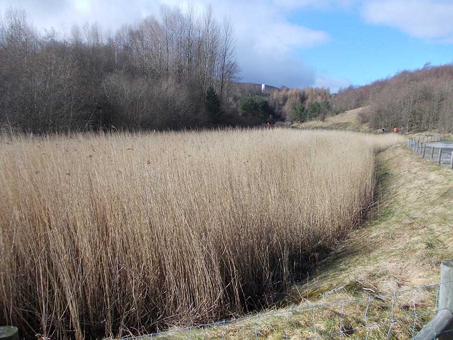 reed beds