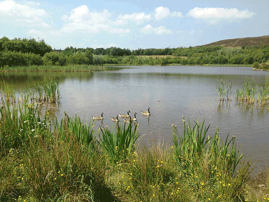 Reed beds