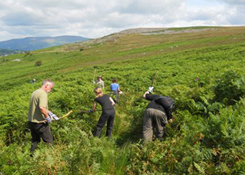 Bracken Bashing at Gilwern Hill 1