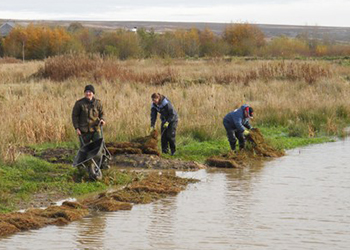 Reed Bed Planting
