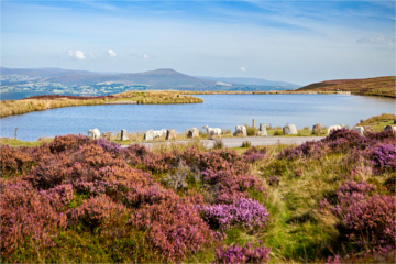 Heather can be seen scattered on the landscape, Keepers Pond is visible in the distance